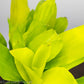 Dracena Limelight - Gold Leaf Botanicals