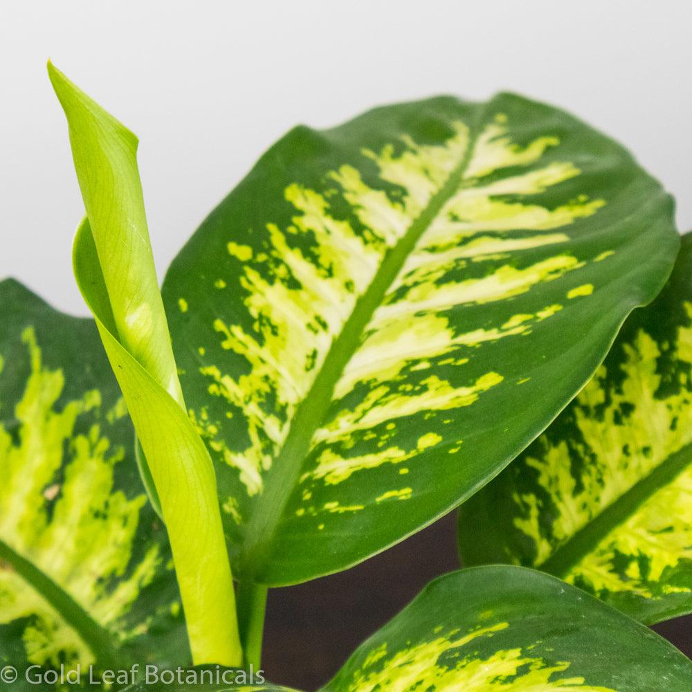 Dieffenbachia Seguine Tropic Snow Care - Sun, Water, & Soil – Gold Leaf ...