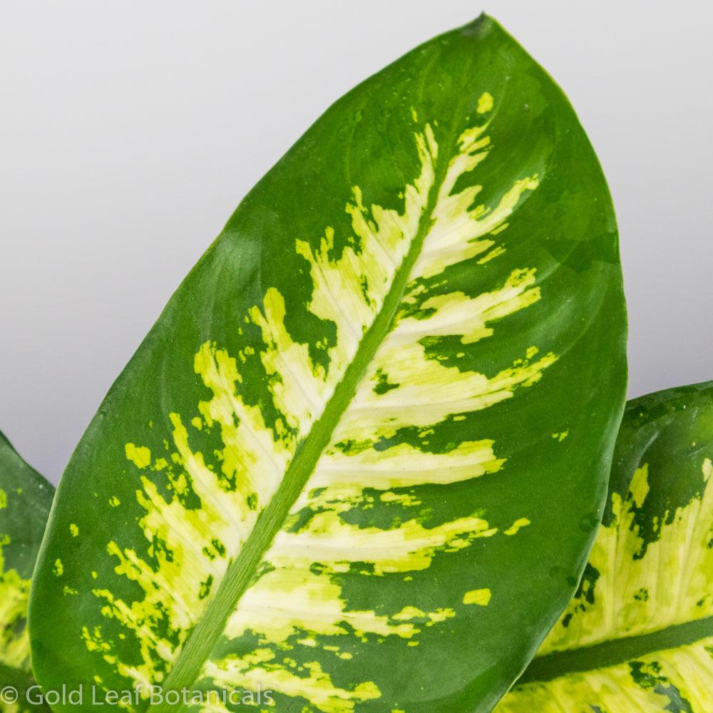 Dieffenbachia Seguine Tropic Snow - Gold Leaf Botanicals