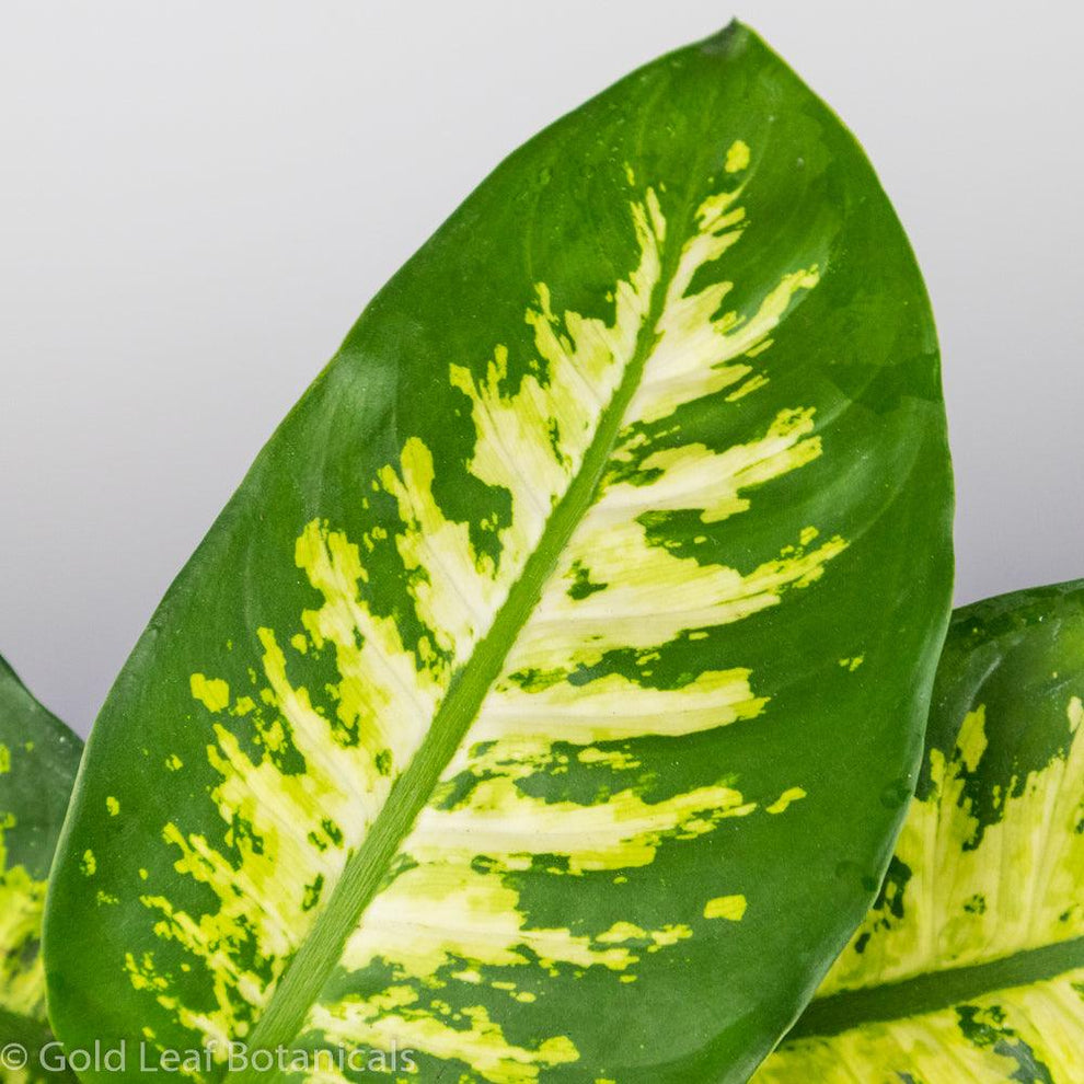 Dieffenbachia Seguine Tropic Snow Care - Sun, Water, & Soil – Gold Leaf ...