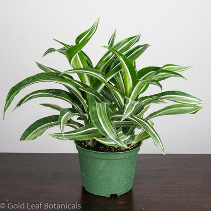 white jewel dracaena care Dracaena Jade Jewel Care