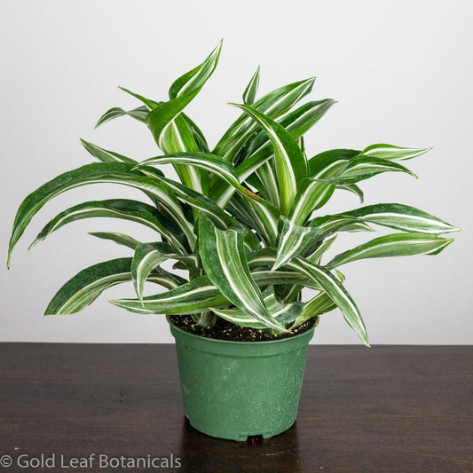 Dracaena Jade Jewel - Gold Leaf Botanicals