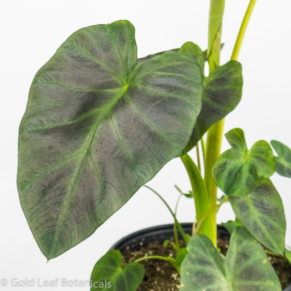 Colocasia Aloha - Gold Leaf Botanicals