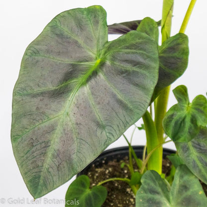 Colocasia Aloha - Gold Leaf Botanicals