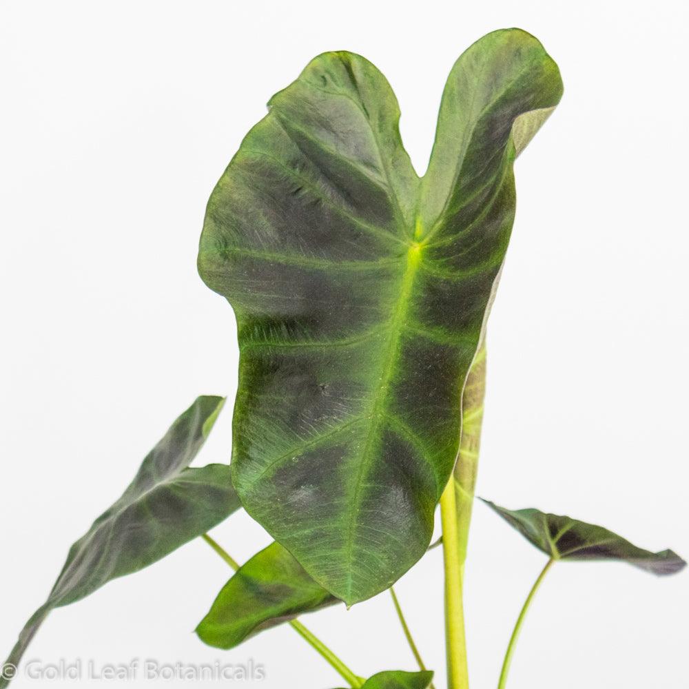 Colocasia Aloha - Gold Leaf Botanicals