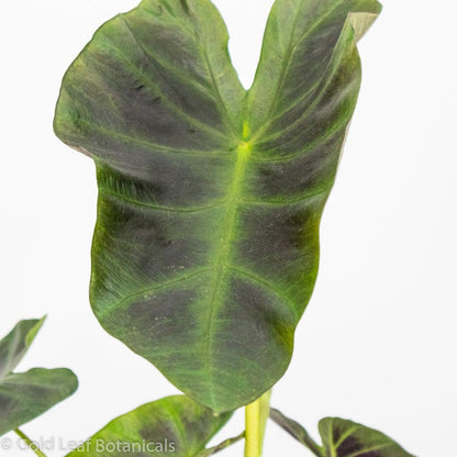 Colocasia Aloha - Gold Leaf Botanicals