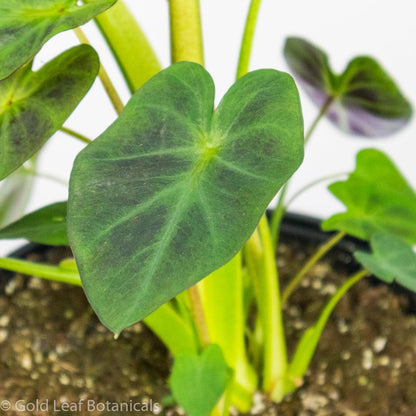 Colocasia Aloha - Gold Leaf Botanicals