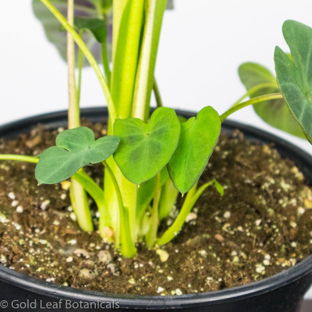 Colocasia Aloha - Gold Leaf Botanicals