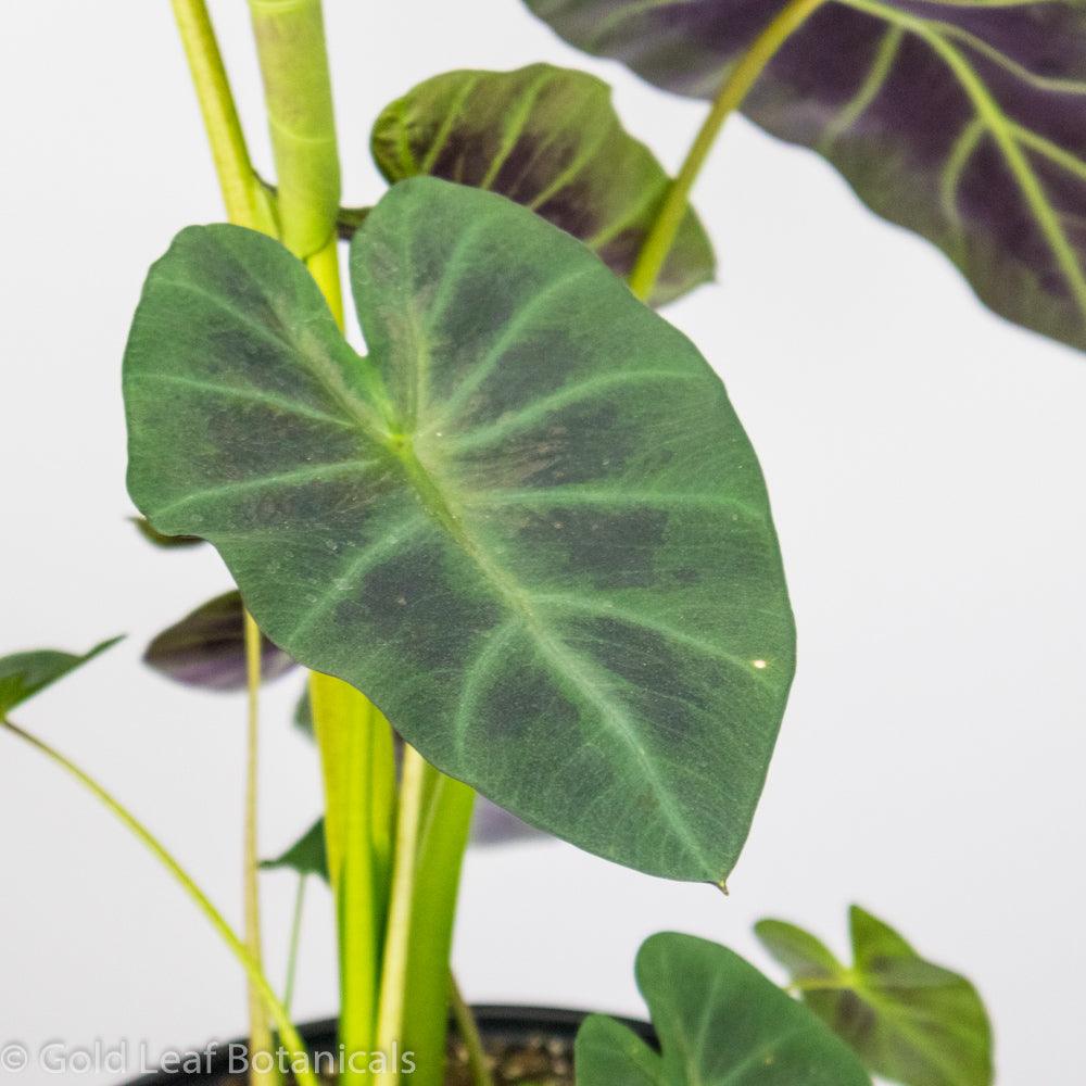 Colocasia Aloha - Gold Leaf Botanicals