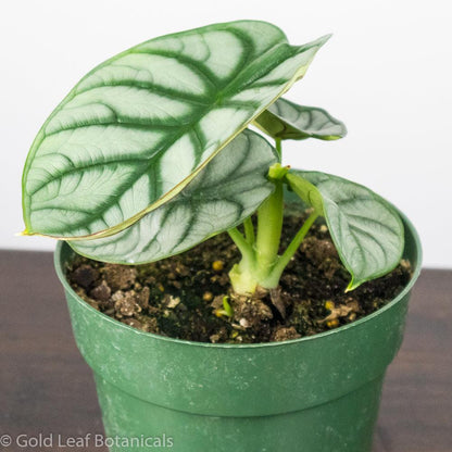 Alocasia Silver Dragon Care