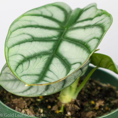 Alocasia Silver Dragon For Sale