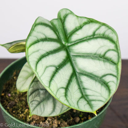 Alocasia Silver Dragon Ontario Canada