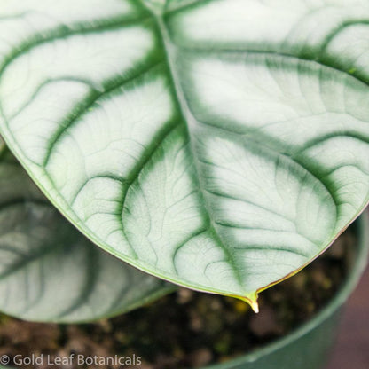 Alocasia Silver Dragon Water Requirements