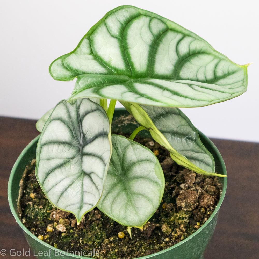 Alocasia Silver Dragon Soil Requirements