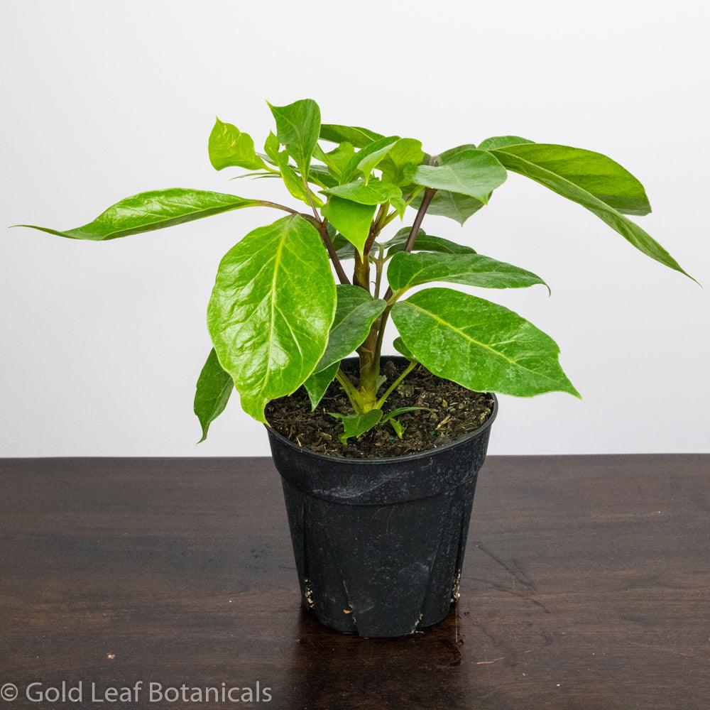 Alpine Schefflera - Gold Leaf Botanicals