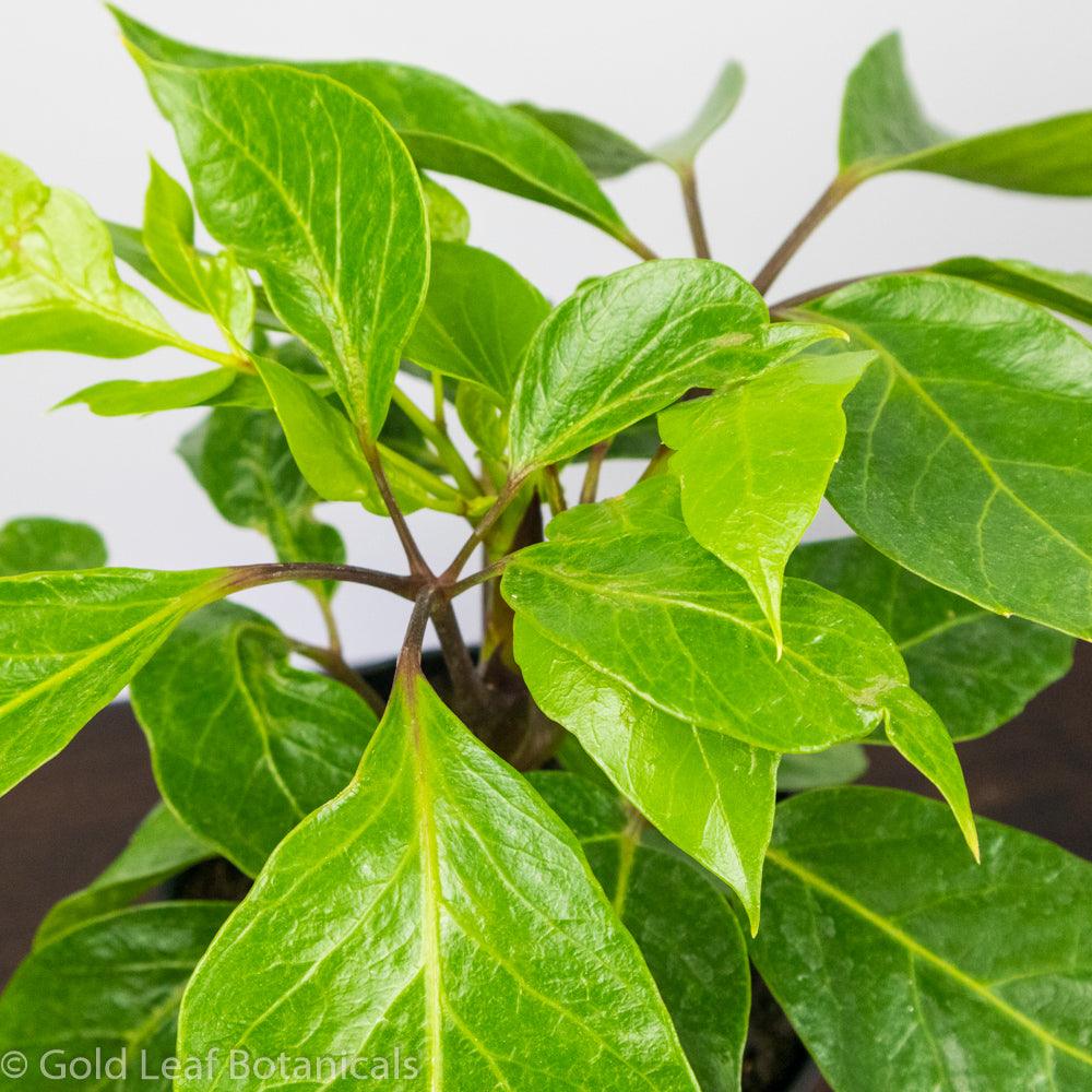 Alpine Schefflera - Gold Leaf Botanicals