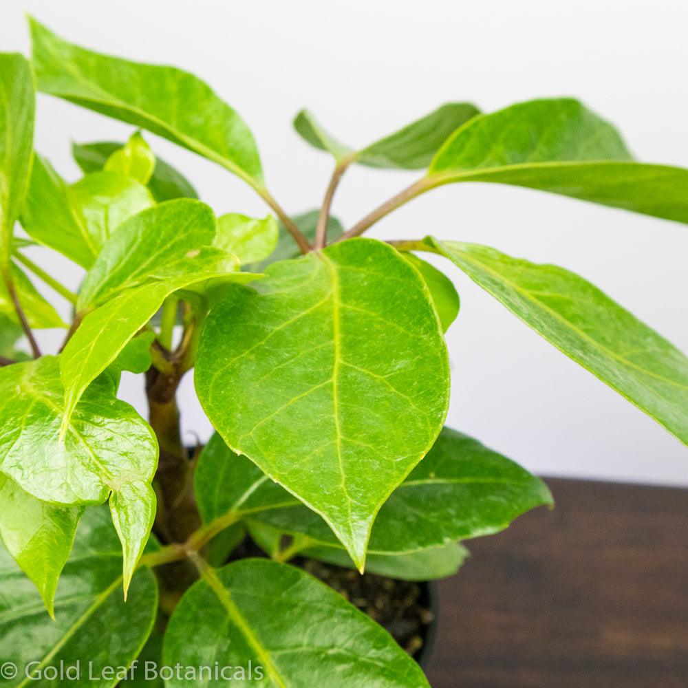 Alpine Schefflera - Gold Leaf Botanicals