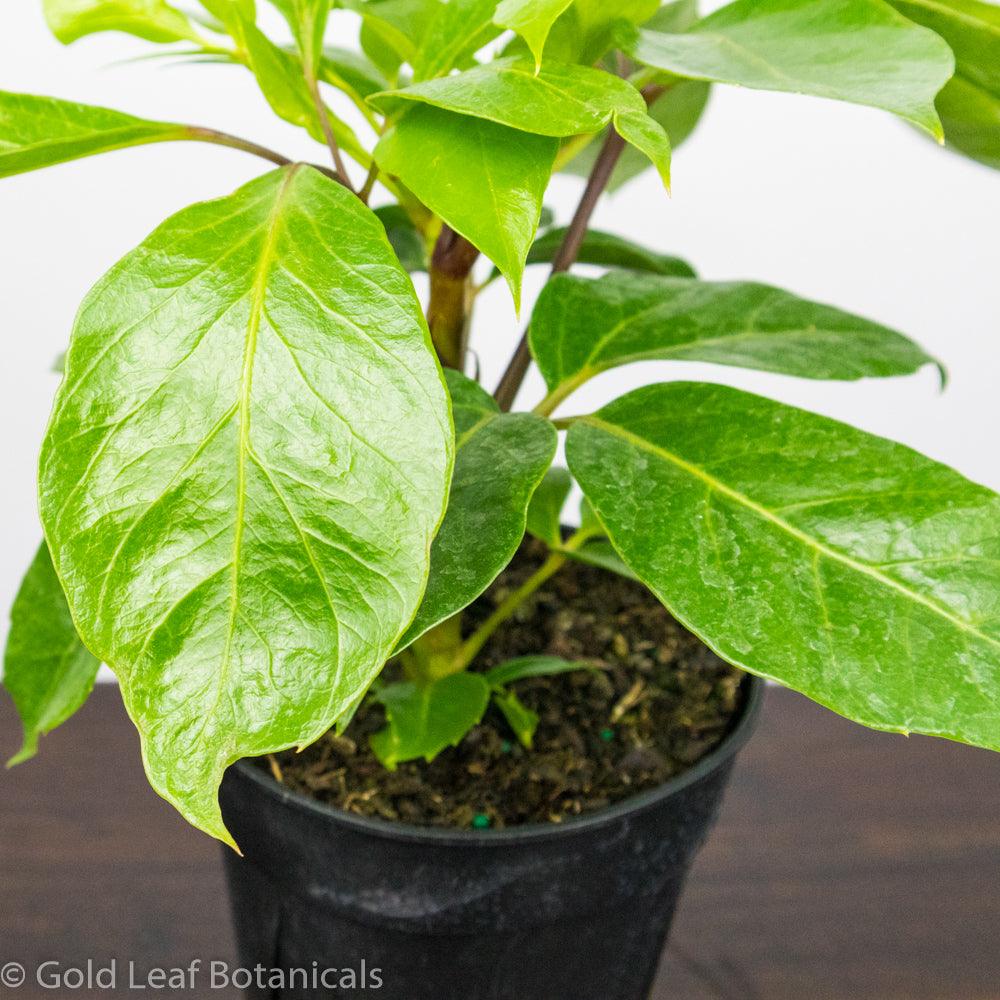 Alpine Schefflera - Gold Leaf Botanicals