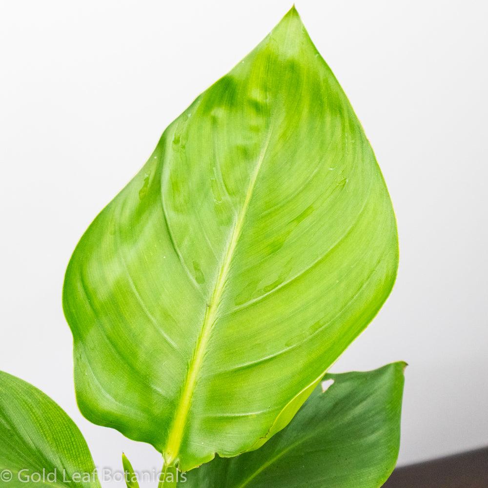 White Bird of Paradise (Strelitzia Nicolai) - Gold Leaf Botanicals