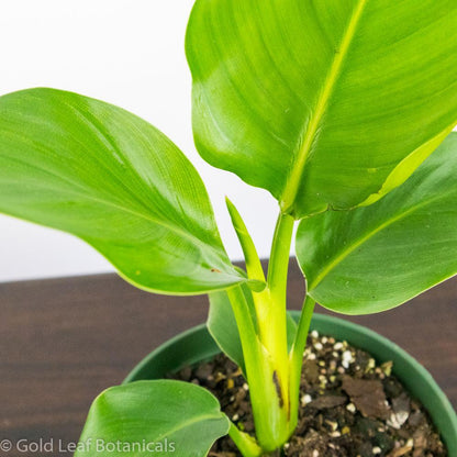 White Bird of Paradise (Strelitzia Nicolai) - Gold Leaf Botanicals