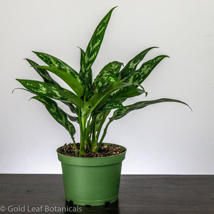 Aglaonema Maria Care