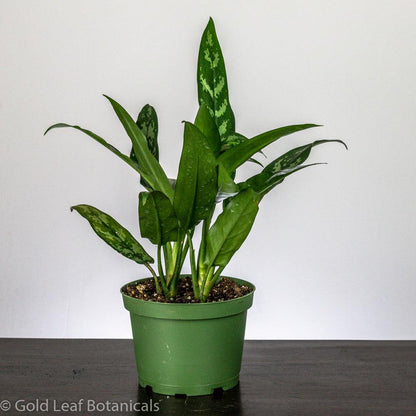 Buy Aglaonema Maria