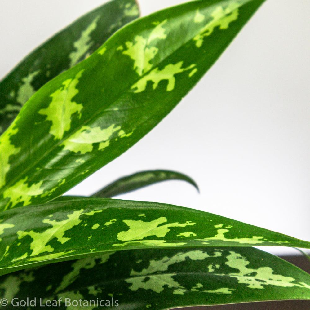 Aglaonema Maria For Sale