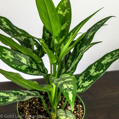 aglaonema maria care Aglaonema Maria Care