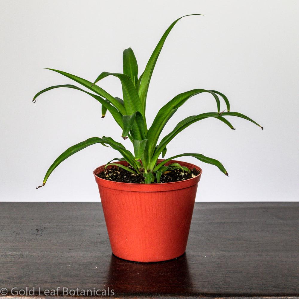 Spider Plant (Hawaiian) - Gold Leaf Botanicals