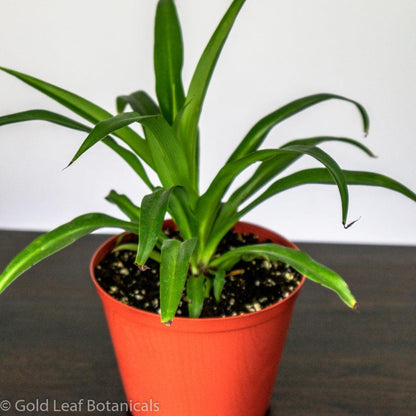 Spider Plant (Hawaiian) - Gold Leaf Botanicals