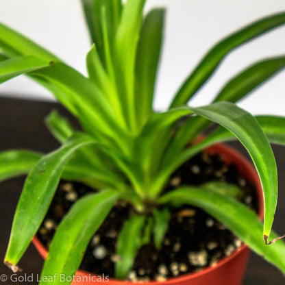 Spider Plant (Hawaiian) - Gold Leaf Botanicals