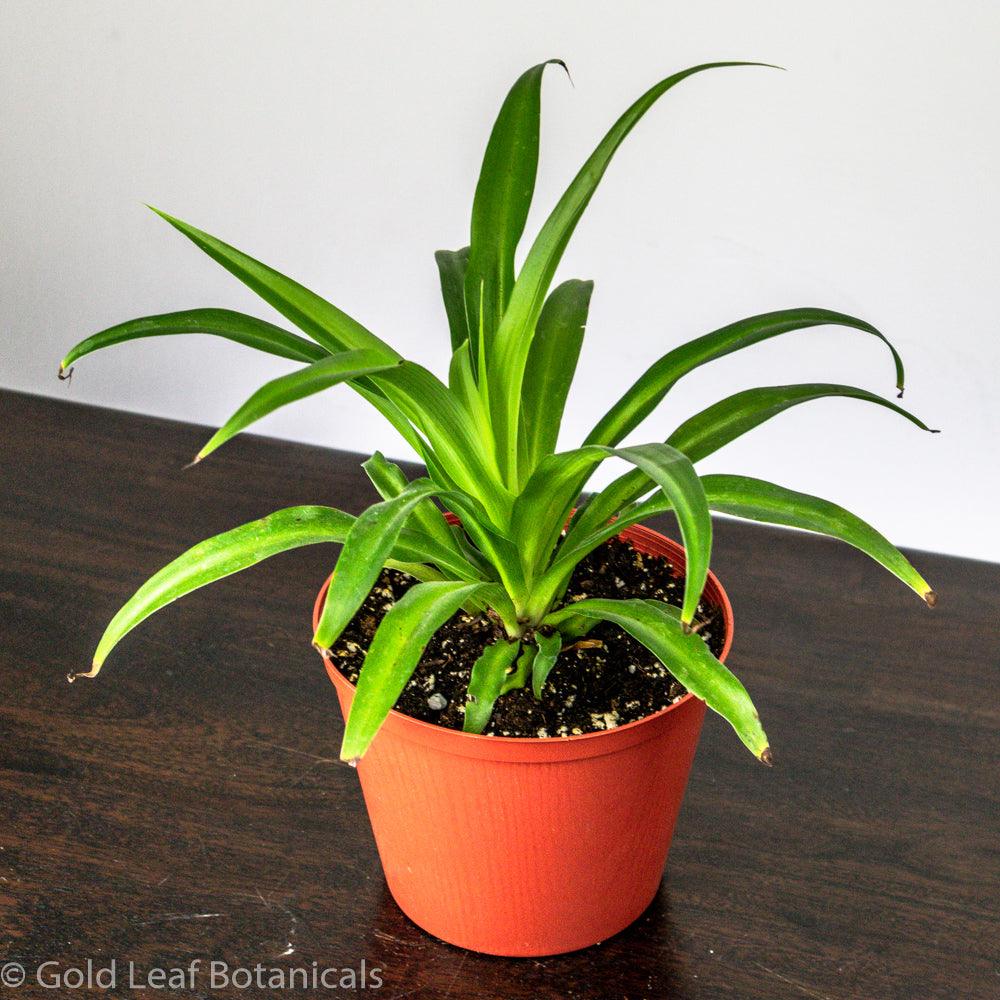 Spider Plant (Hawaiian) - Gold Leaf Botanicals