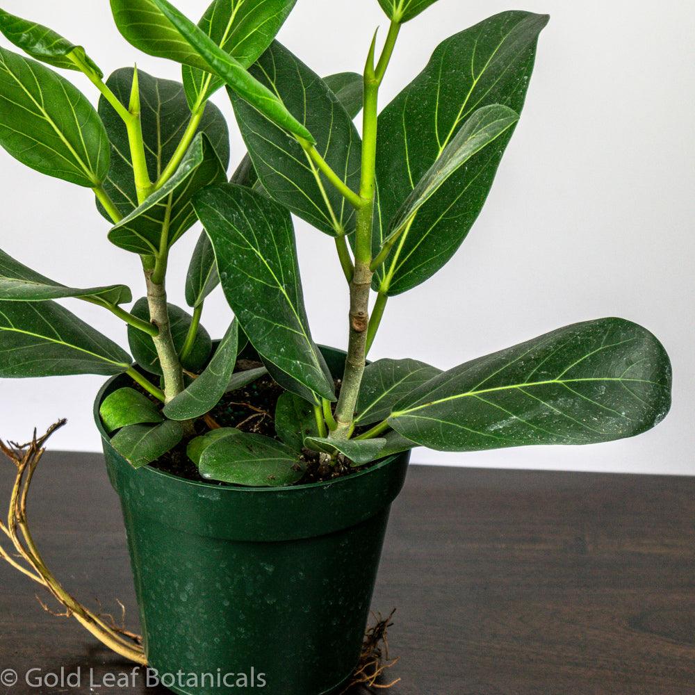 ficus audrey sun Ficus Audrey Care