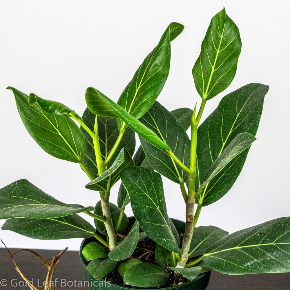 ficus audrey canada Ficus Audrey Care