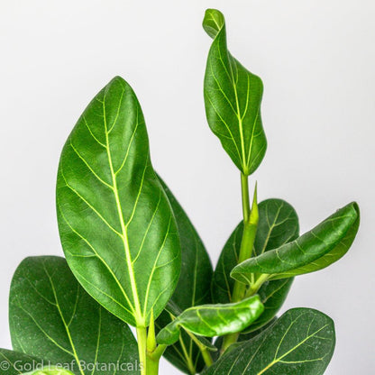 do ficus audrey like humidity Ficus Audrey Care