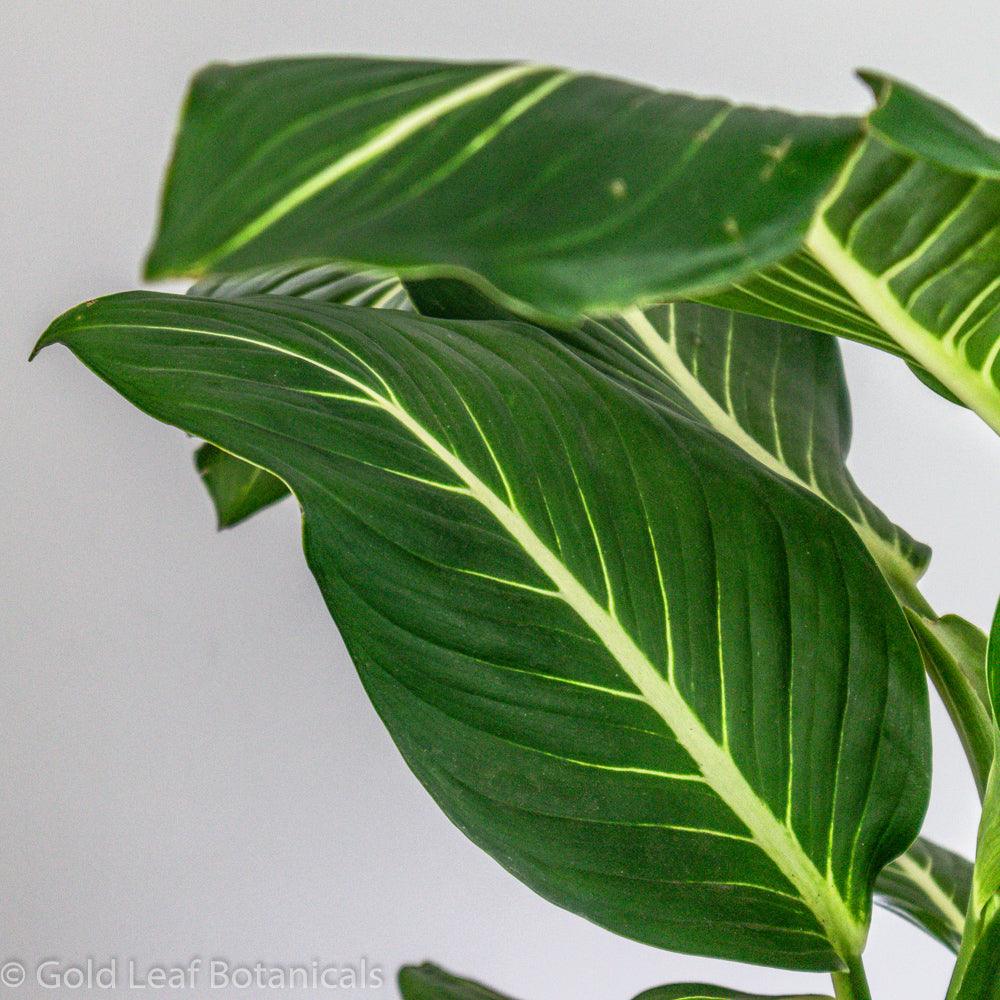 Dieffenbachia Sterling - Gold Leaf Botanicals