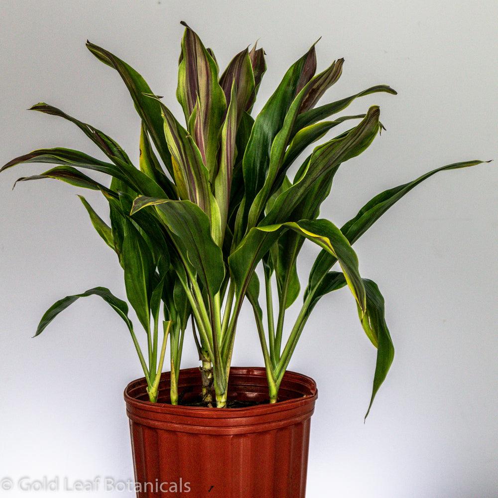 Cordyline Bolero - Gold Leaf Botanicals
