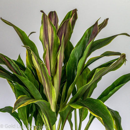 Cordyline Bolero - Gold Leaf Botanicals