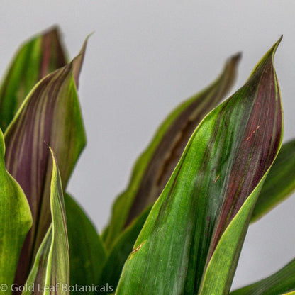 Cordyline Bolero - Gold Leaf Botanicals