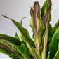 Cordyline Bolero - Gold Leaf Botanicals