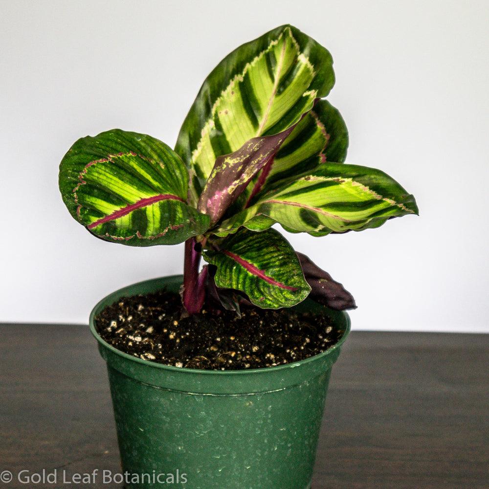 Calathea Flame Star Care