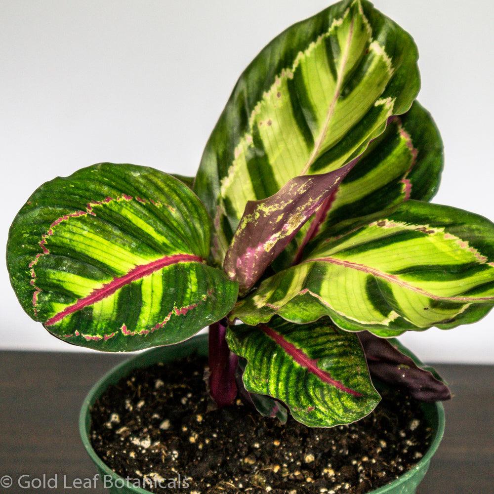 Buy Calathea Flame Star