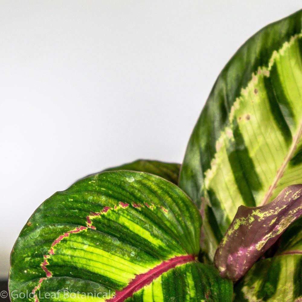 Calathea Flame Star Ontario Canada