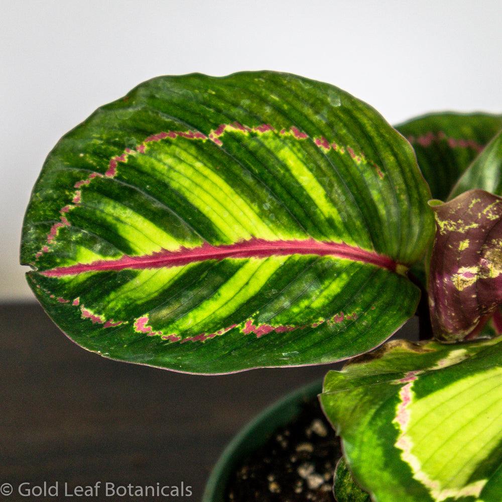 Calathea Flame Star Water and Sun