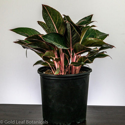 aglaonema red lipstick scientific name Aglaonema Red Lipstick Care