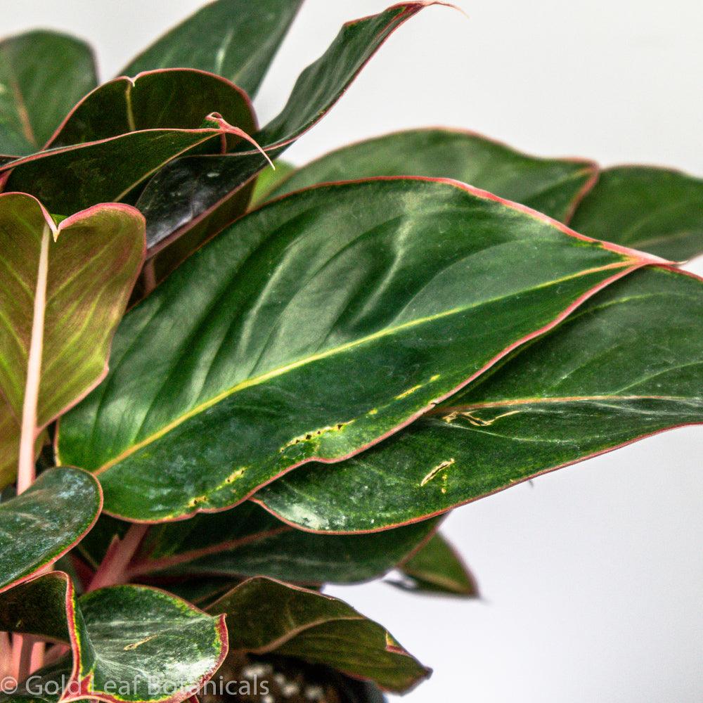 Buy Aglaonema Red Lipstick For Sale Ontario Canada