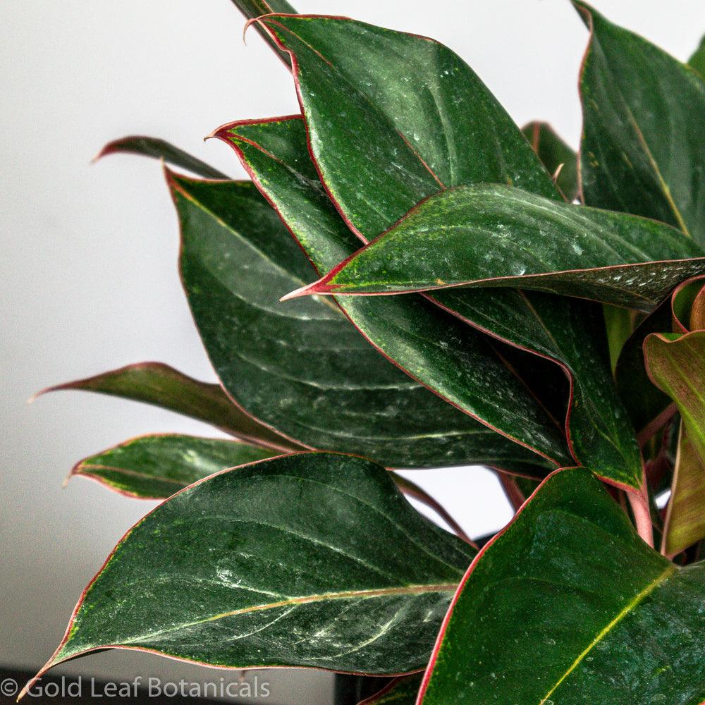 Aglaonema Red Lipstick Water Requirements