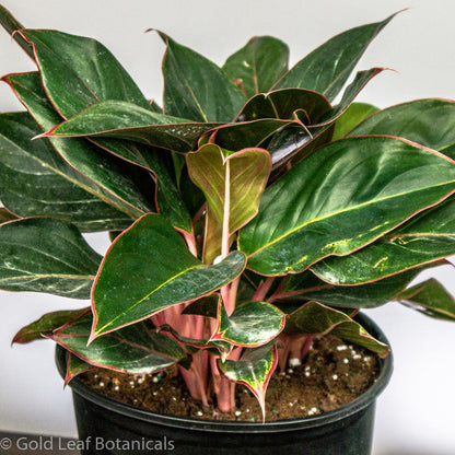 Aglaonema Red Lipstick Sun Requirements