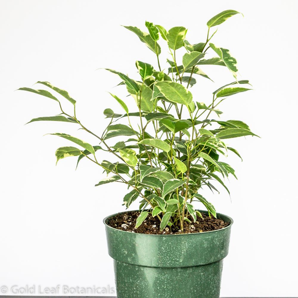 Ficus Benjamina Variegata Care