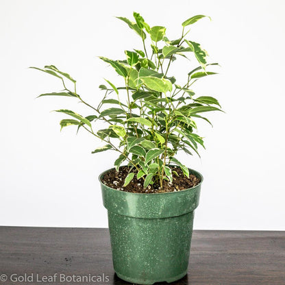 Buy Ficus Benjamina Variegata